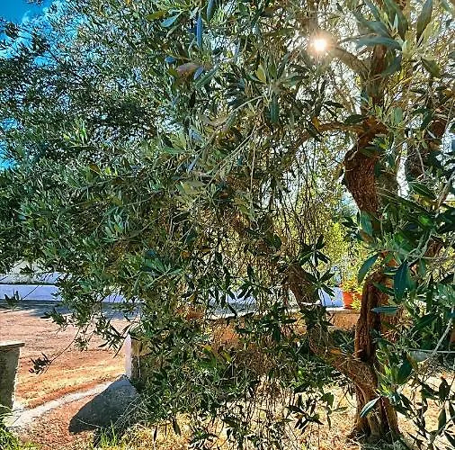 Сasa de vacaciones Delle Ginestre Ostuni